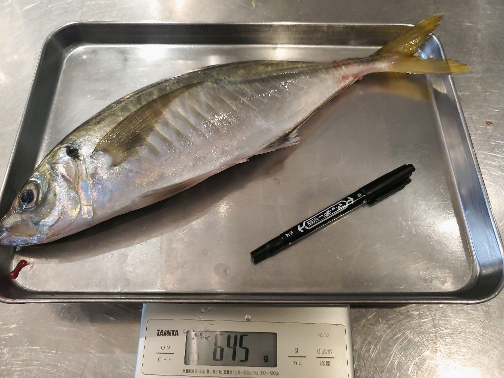 沼島黄金アジ